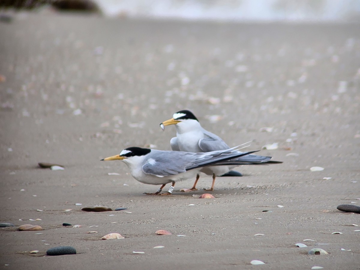 Little Tern - Uriel Zohar