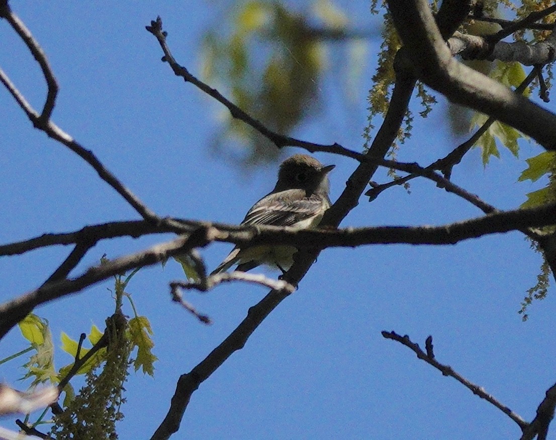 Least Flycatcher - ML617966708