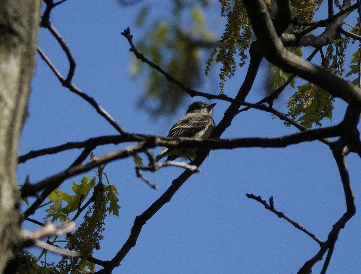 Moucherolle tchébec - ML617966709