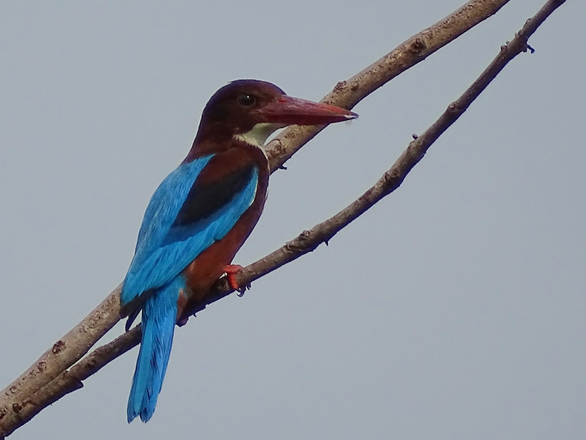 White-throated Kingfisher - ML617966726