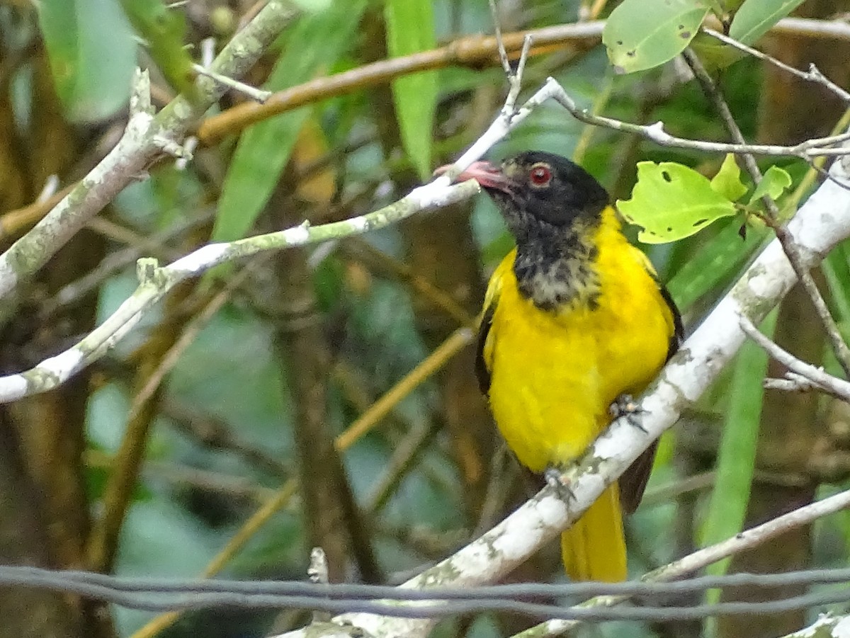 Black-hooded Oriole - ML617966737