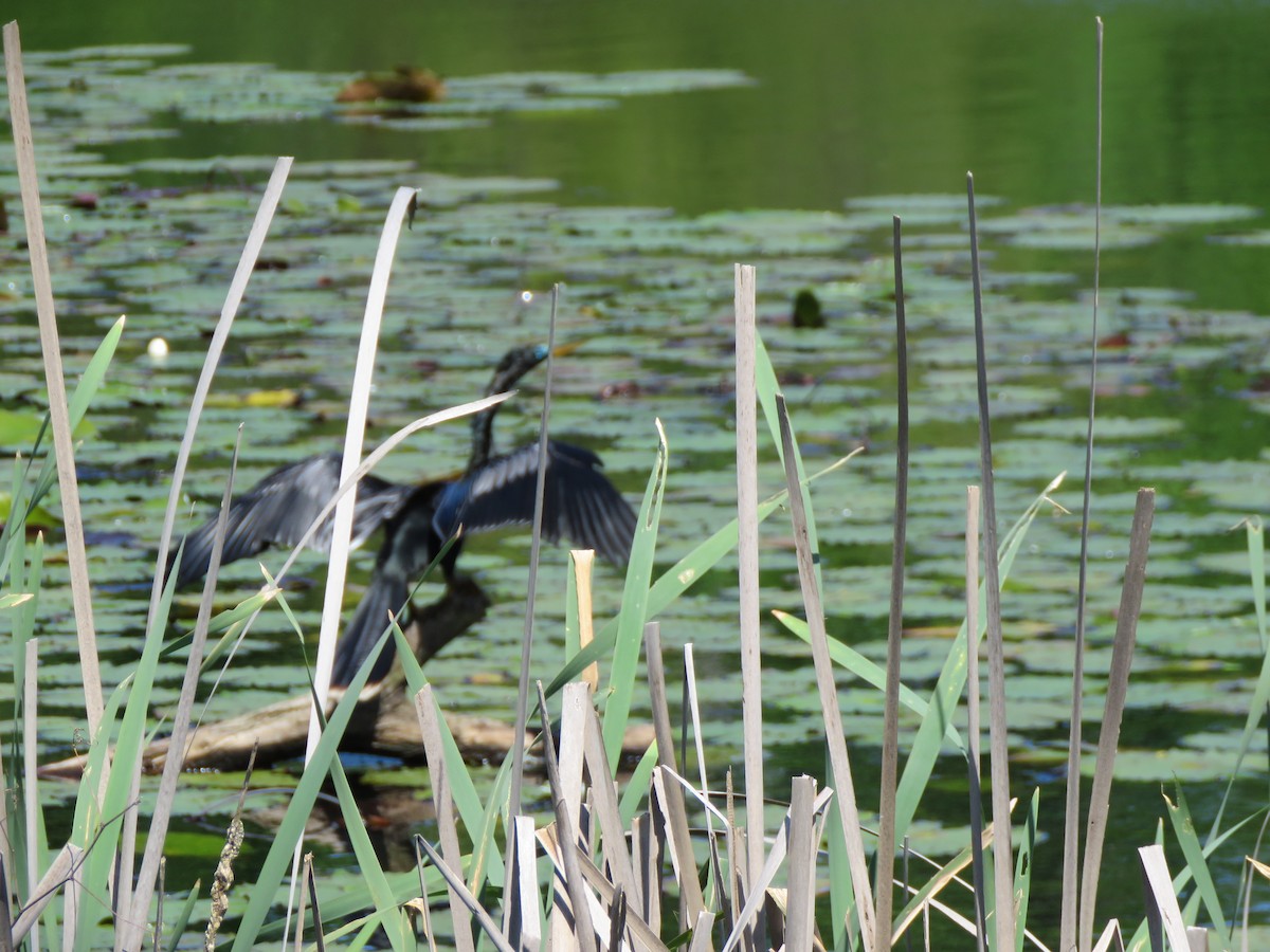 Amerika-Schlangenhalsvogel - ML617966742