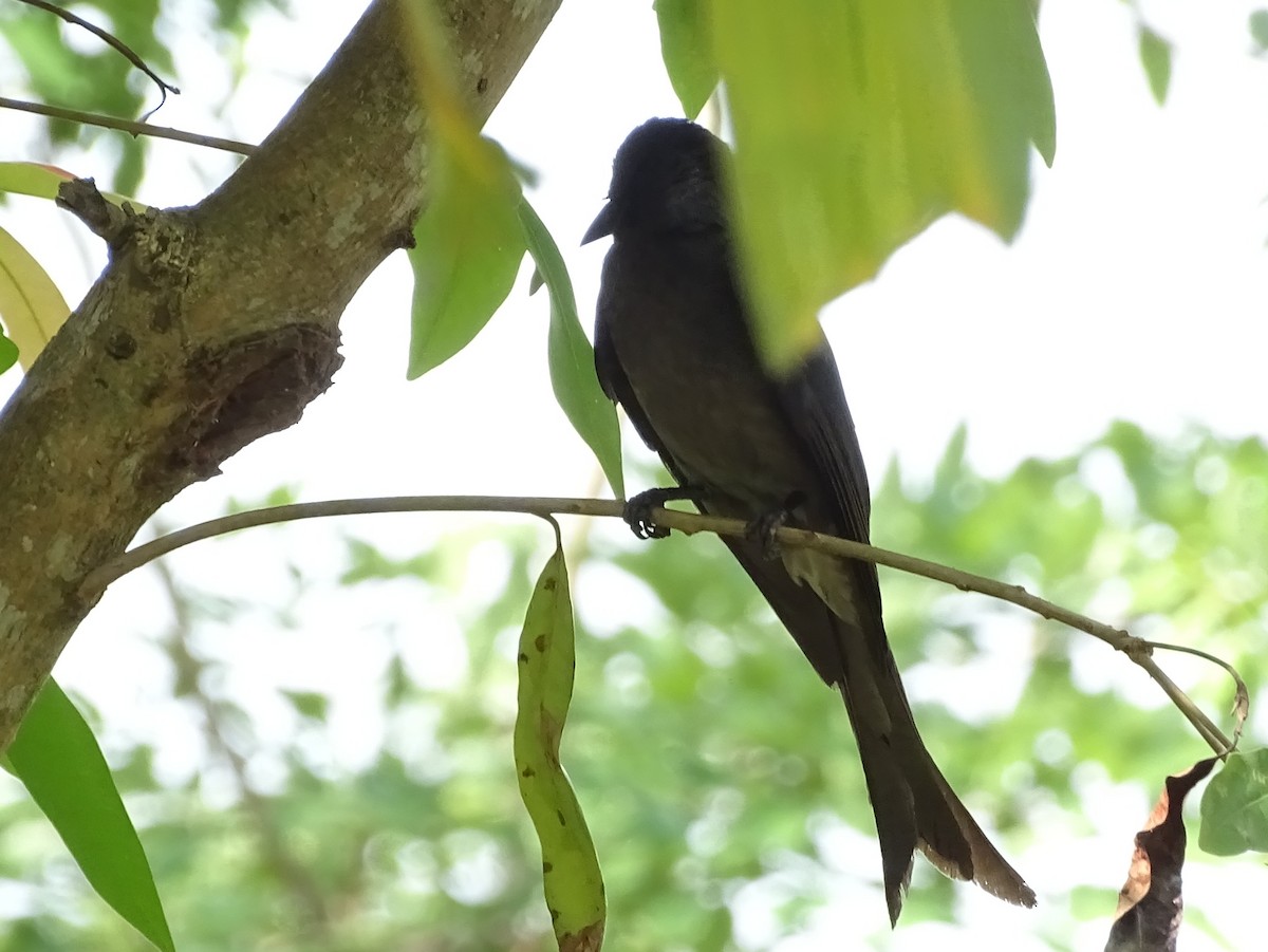 Ak Karınlı Drongo - ML617966745