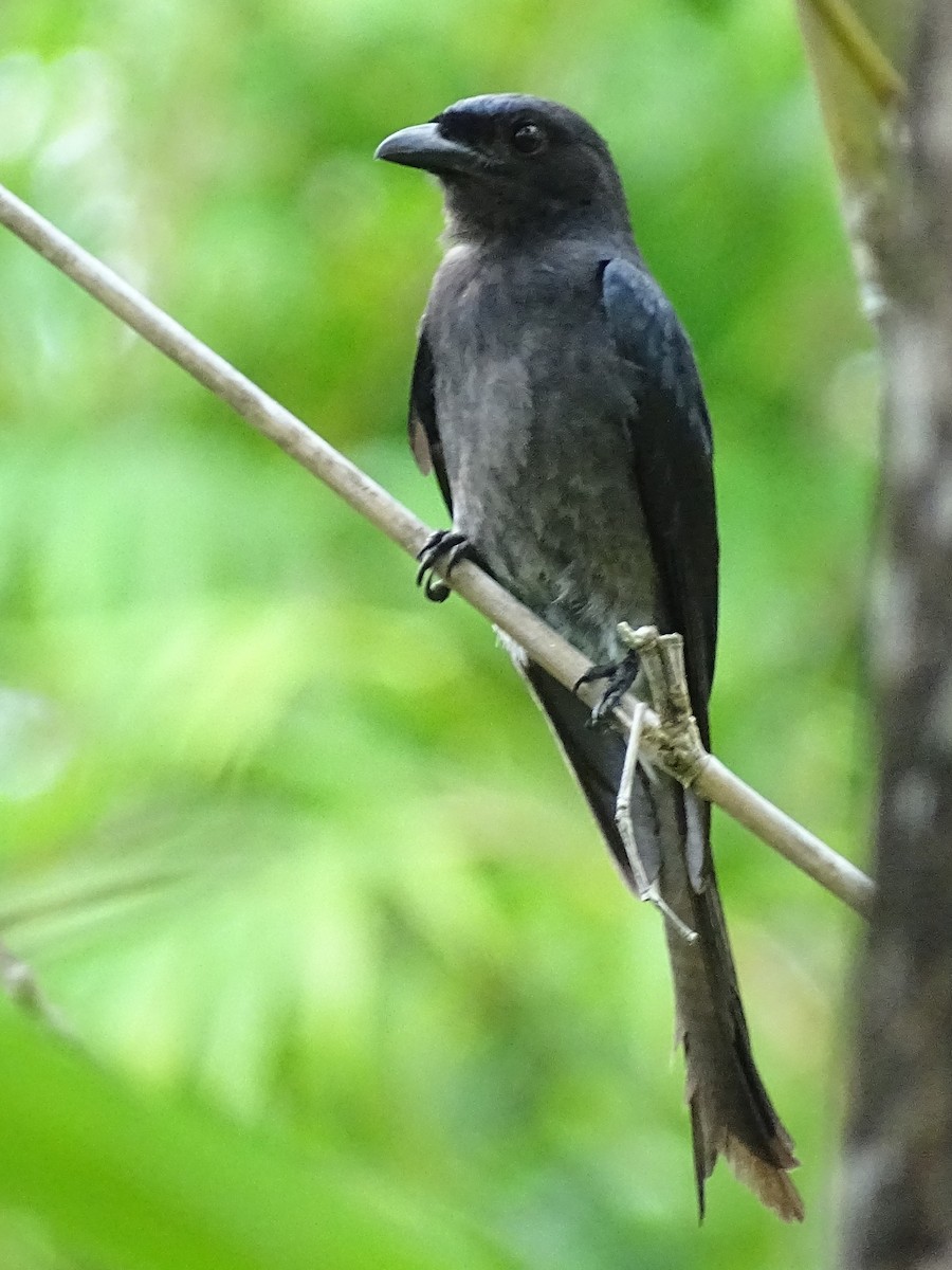 Drongo à ventre blanc - ML617966749