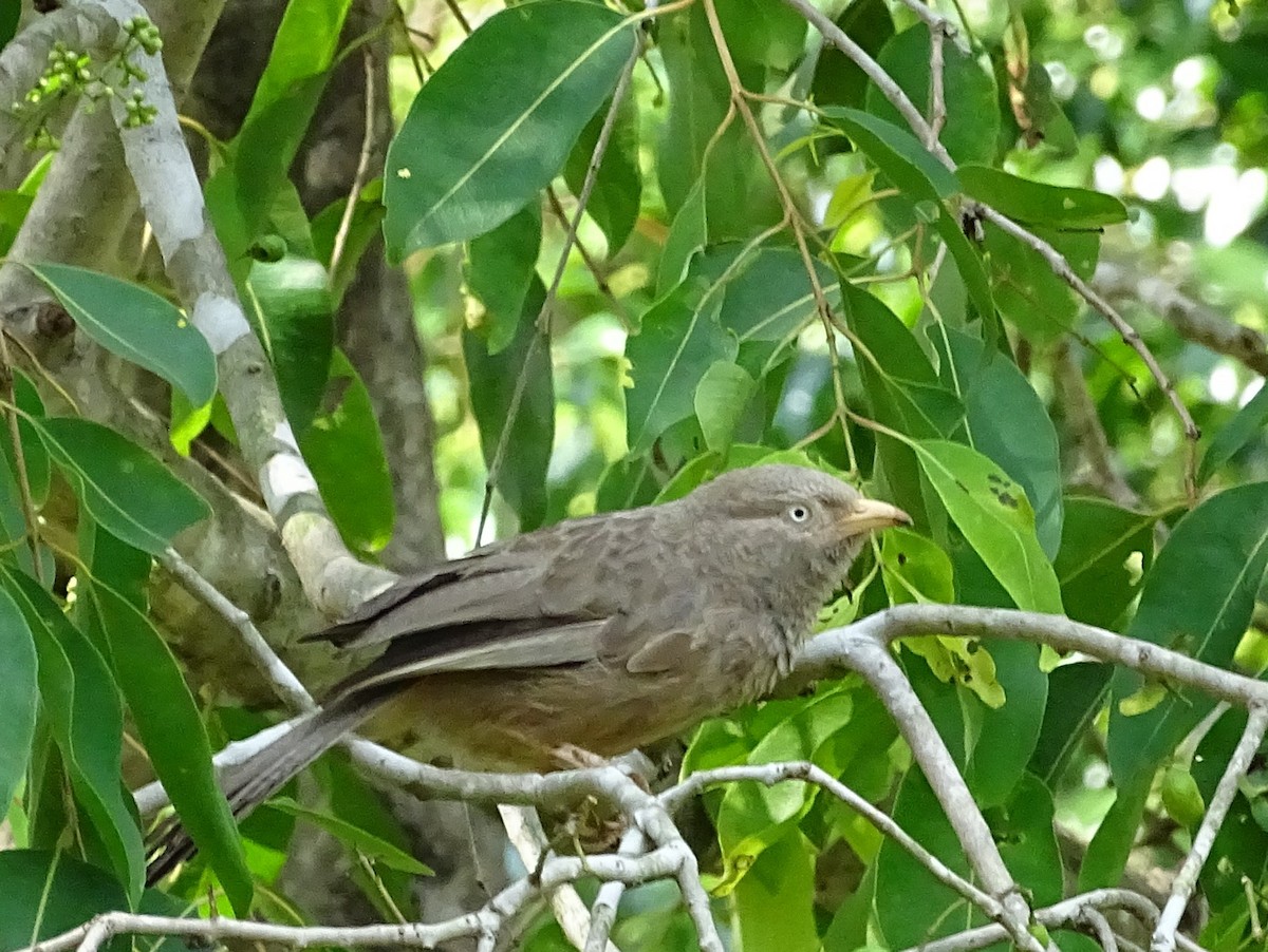 Yellow-billed Babbler - ML617966778