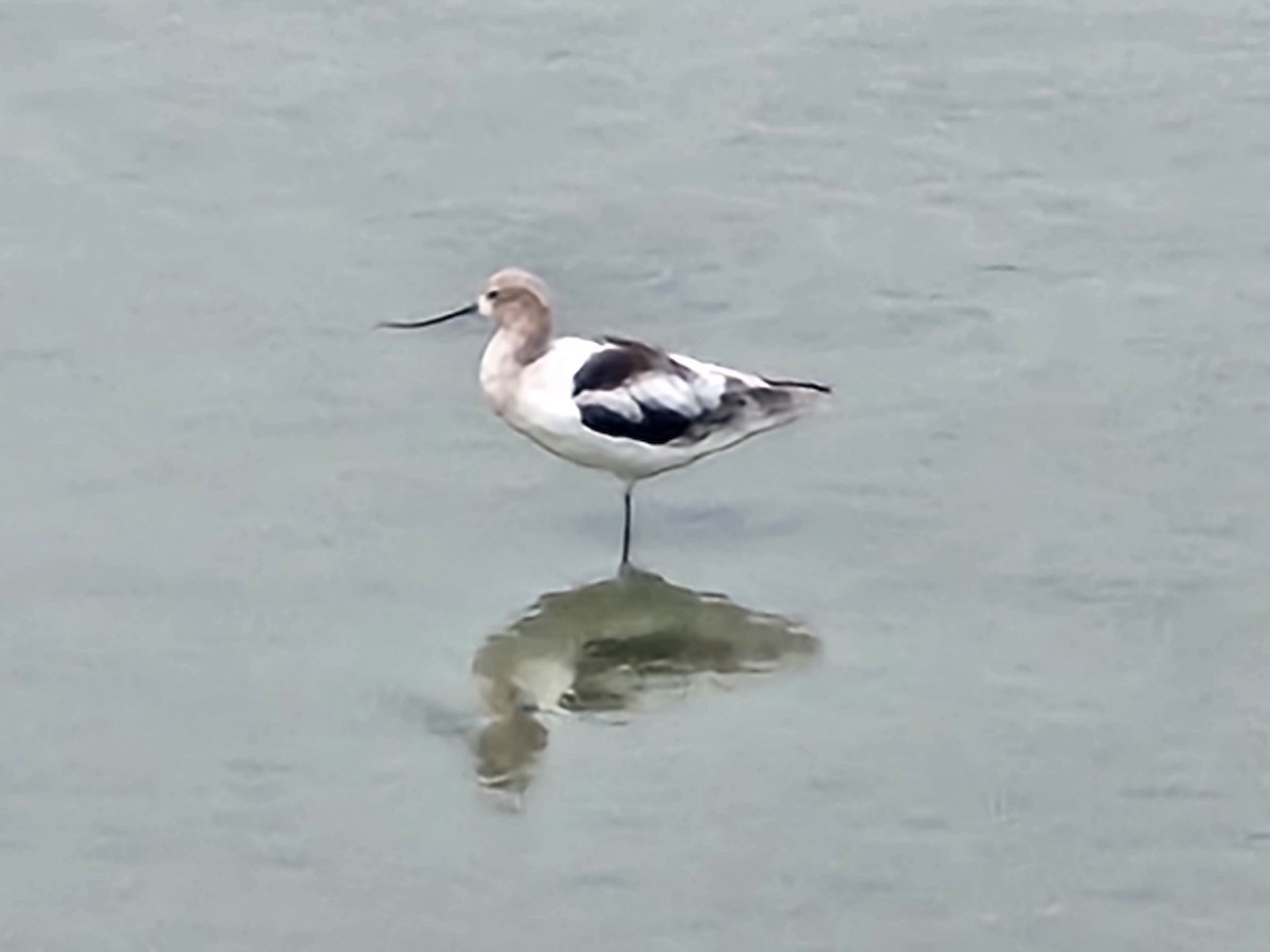 Avoceta Americana - ML617966806