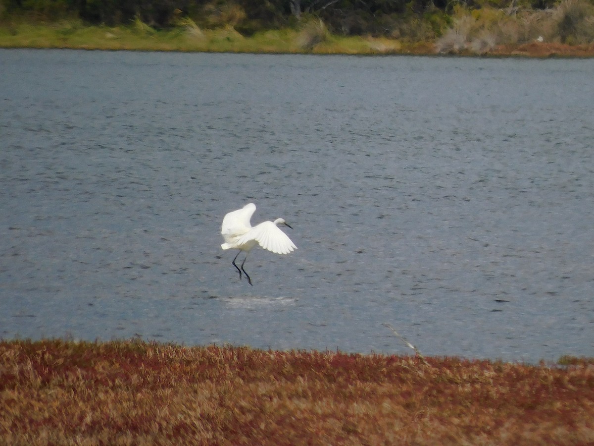 Little Egret - ML617966812