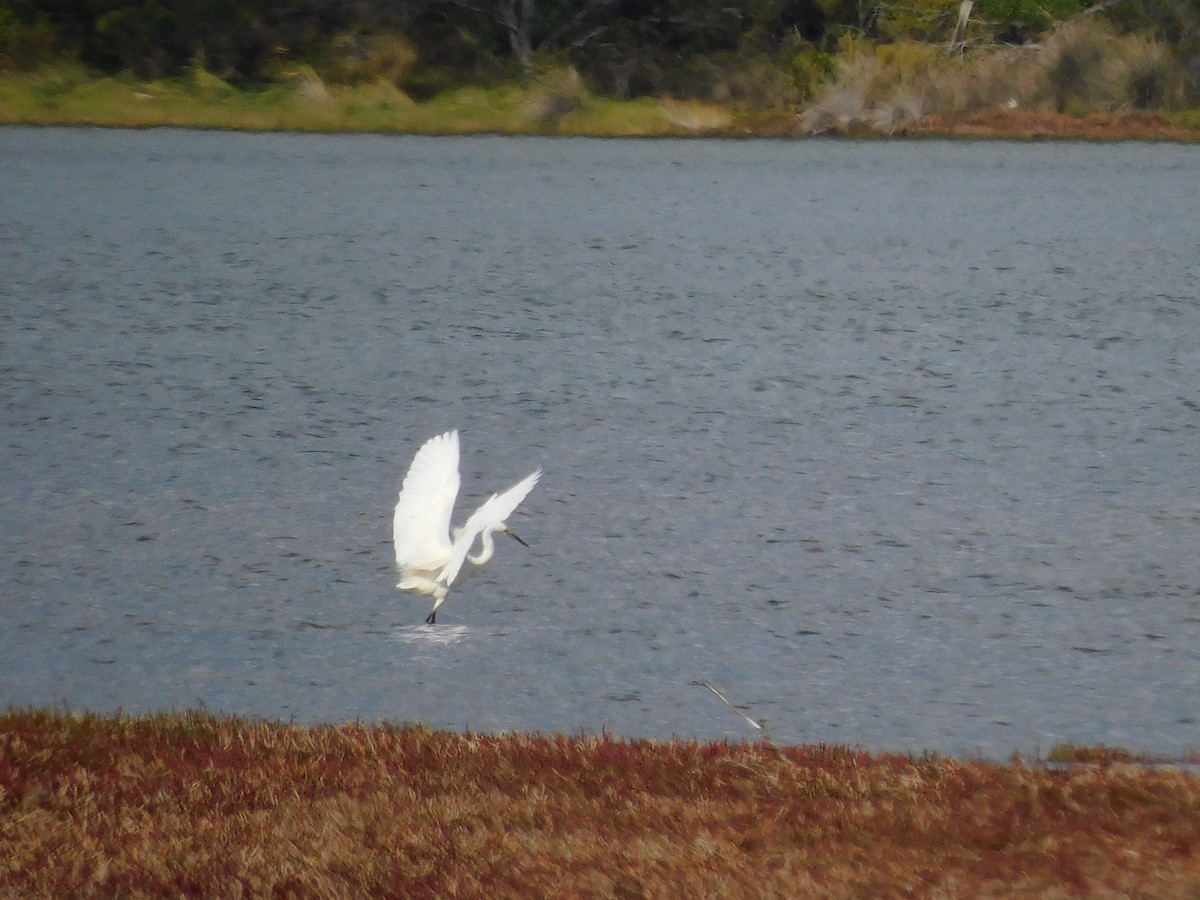 Little Egret - George Vaughan