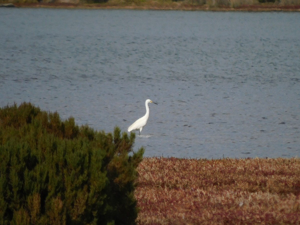 Little Egret - ML617966816