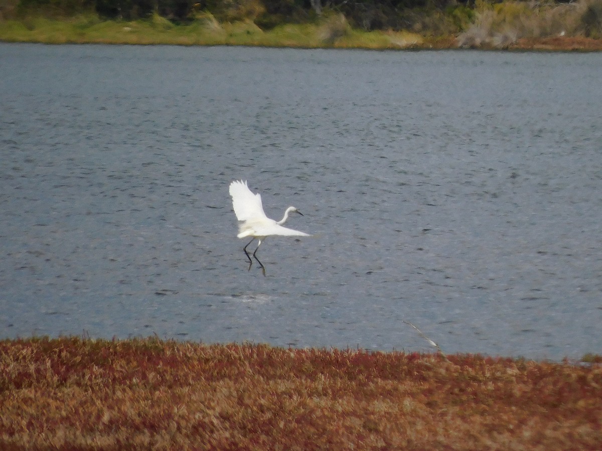 Little Egret - ML617966817