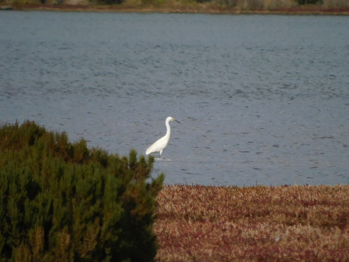 Little Egret - ML617966818