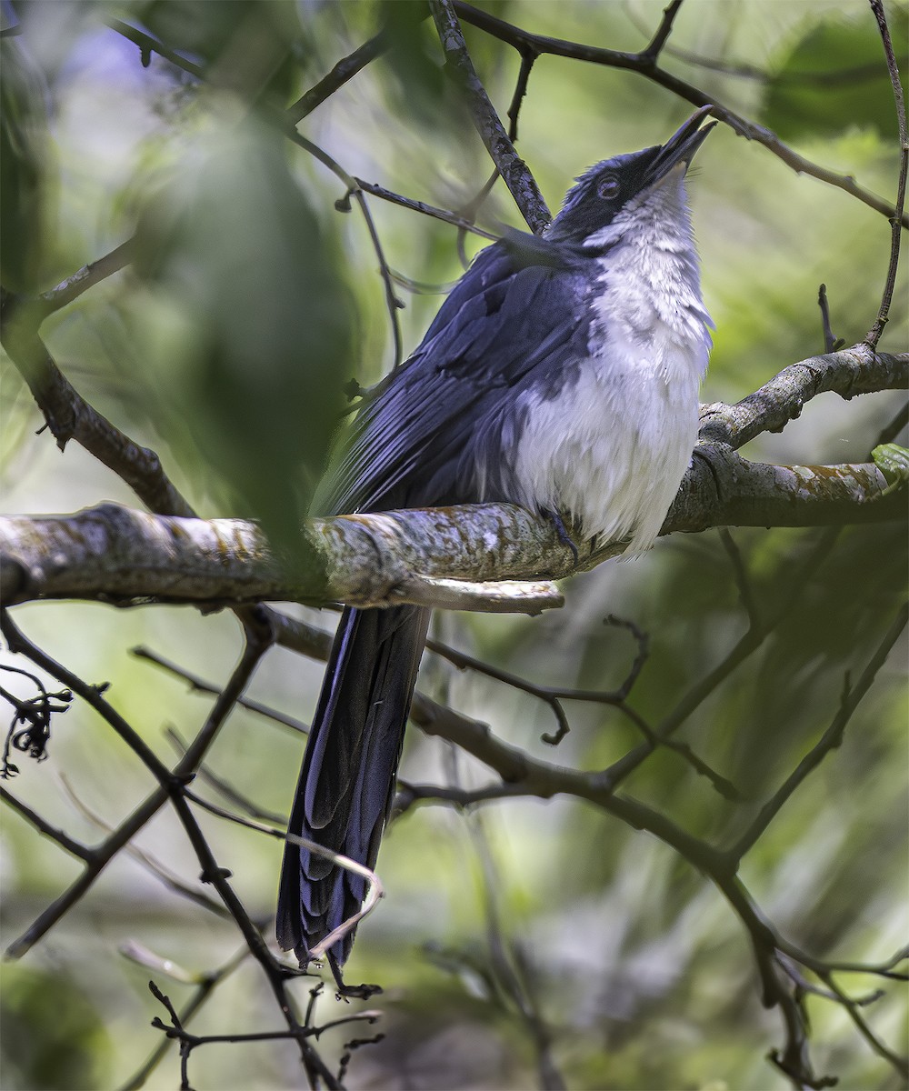 Blue-and-white Mockingbird - ML617966819