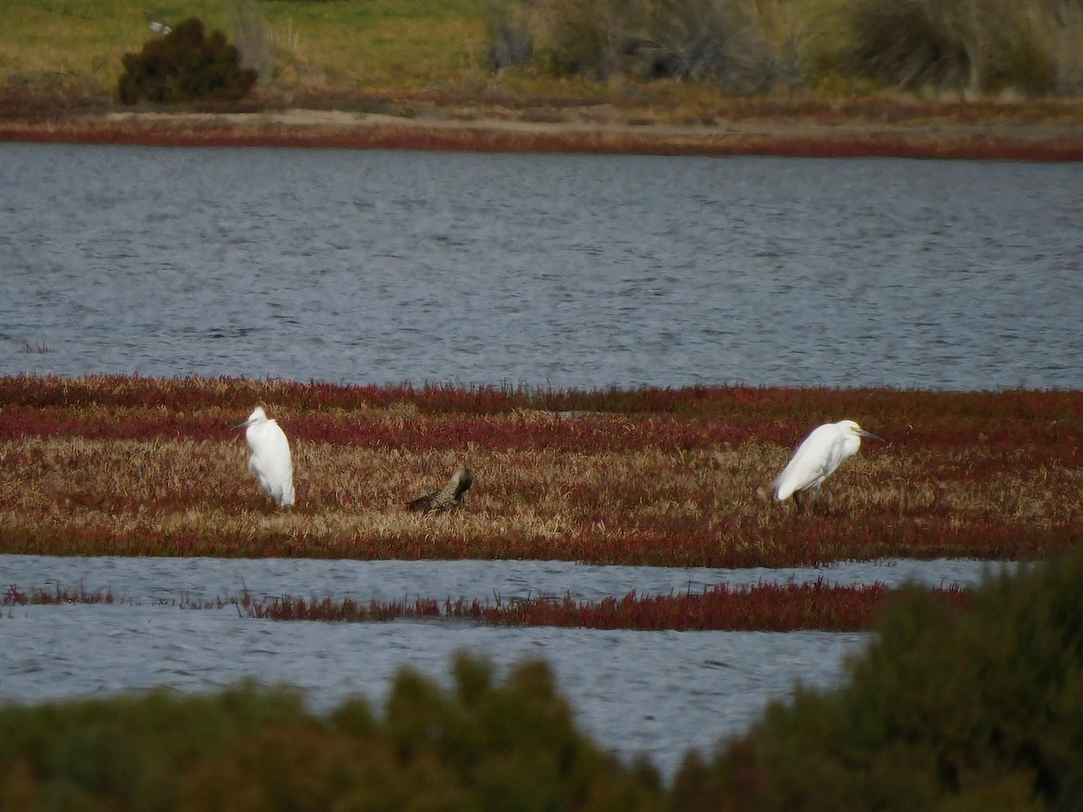 Little Egret - ML617966833