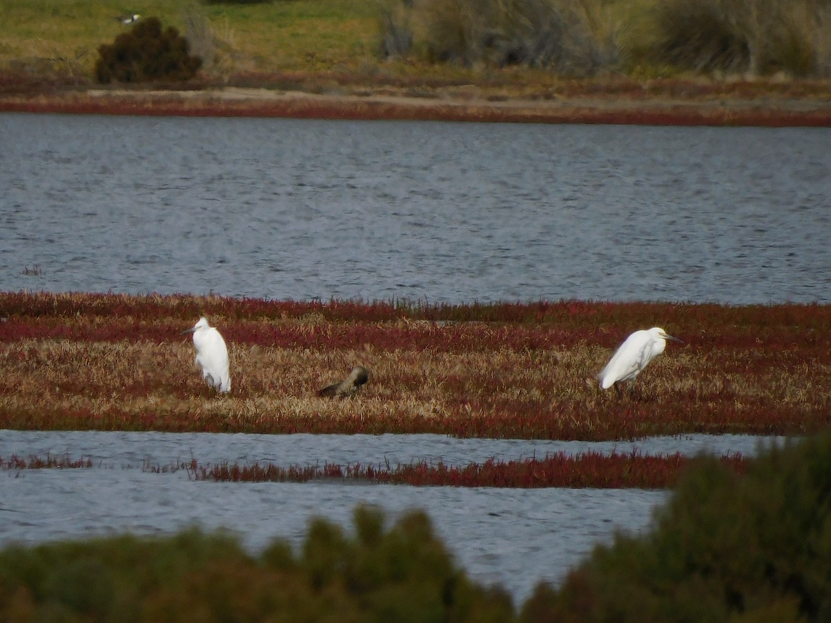 Little Egret - ML617966834