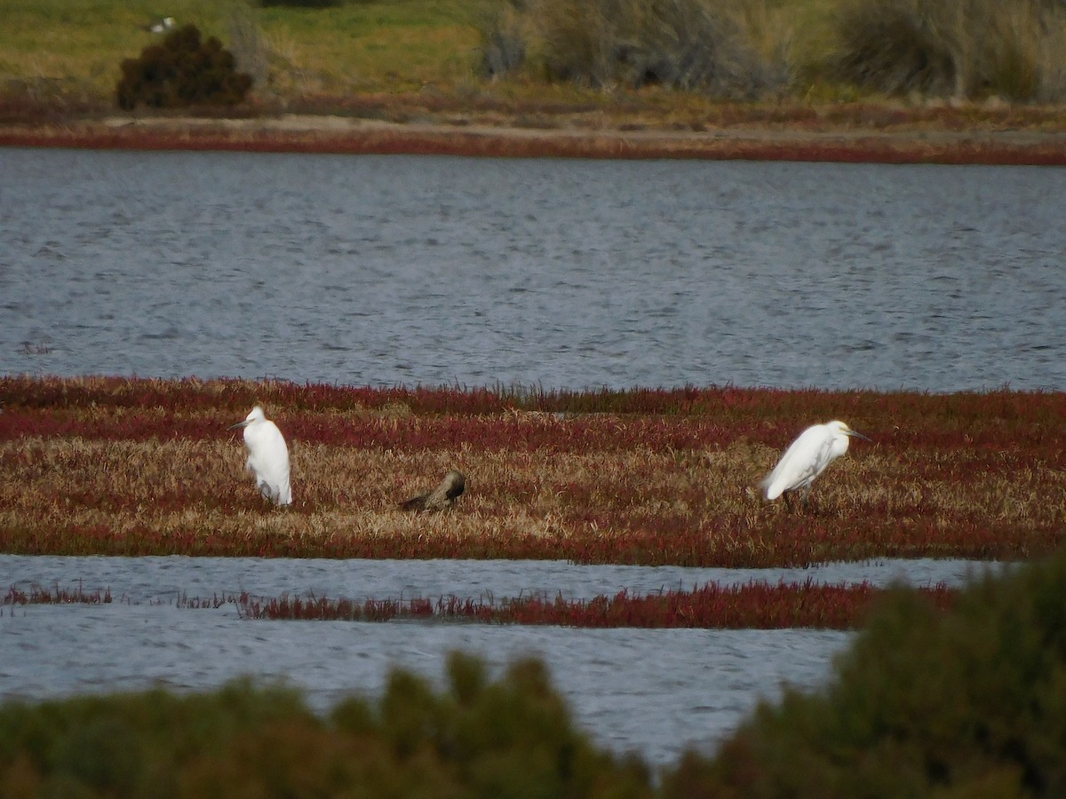 Little Egret - ML617966835