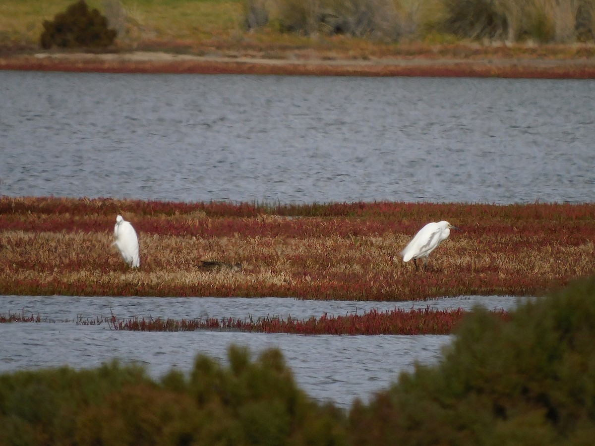 Little Egret - ML617966837