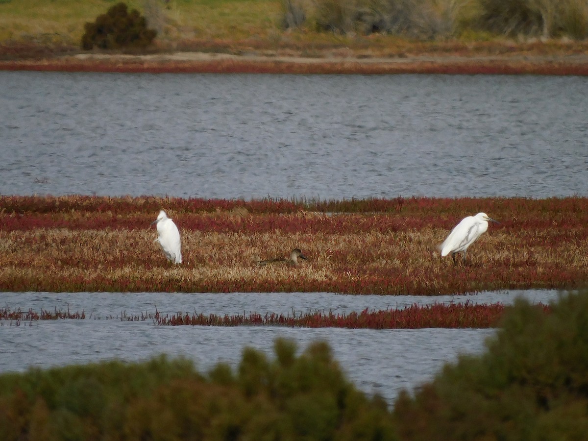 Little Egret - ML617966877