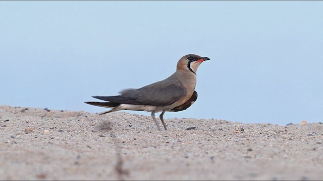 Oriental Pratincole - ML617966886