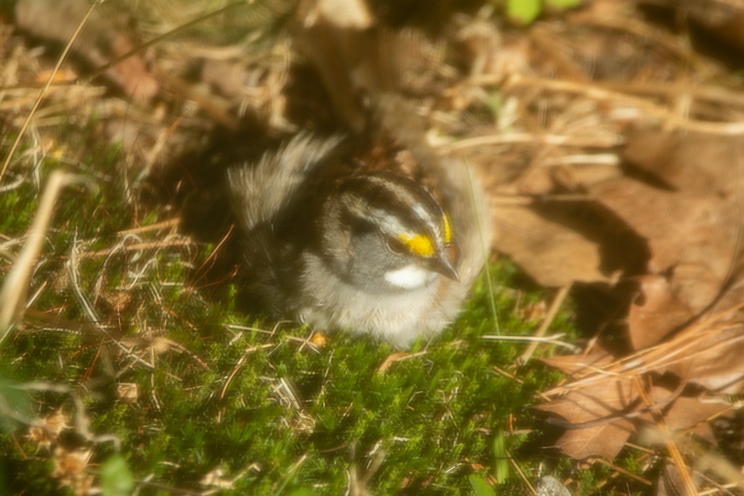 White-throated Sparrow - tim goodwin