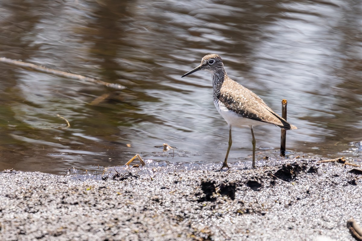 Solitary Sandpiper - Matt Saunders