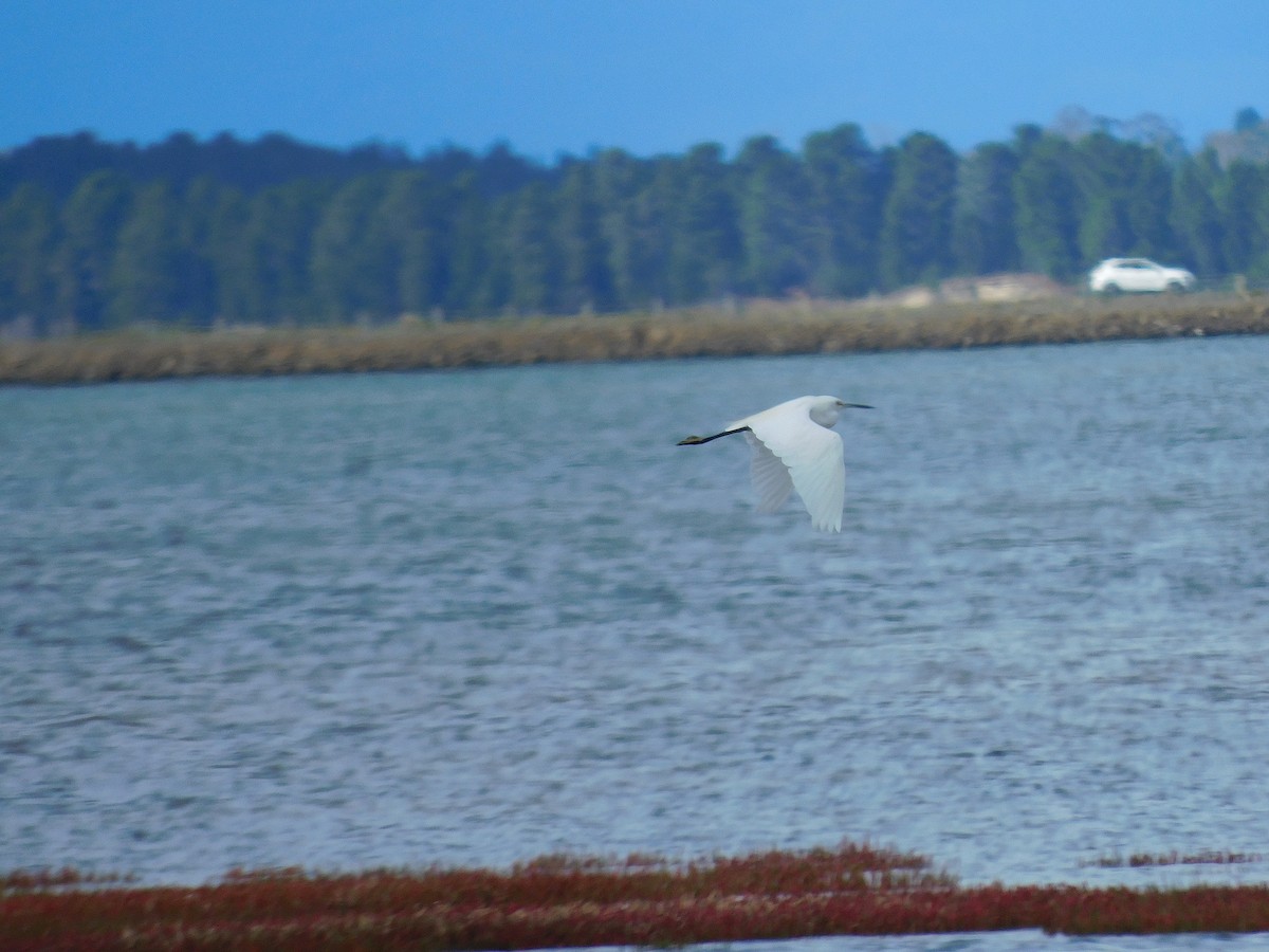 Little Egret - ML617966967