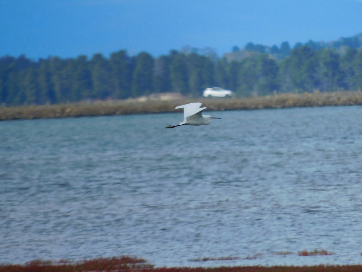 Little Egret - ML617966968