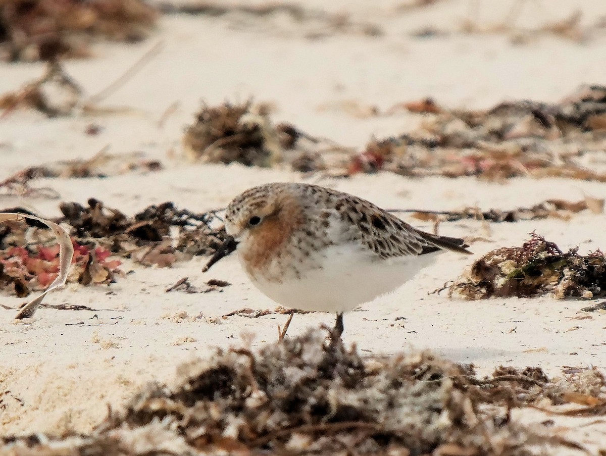 Rotkehl-Strandläufer - ML617967020