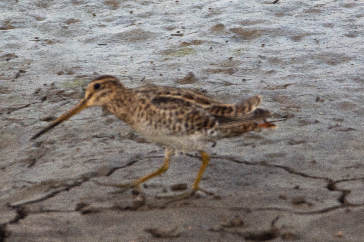 Pin-tailed Snipe - ML617967025