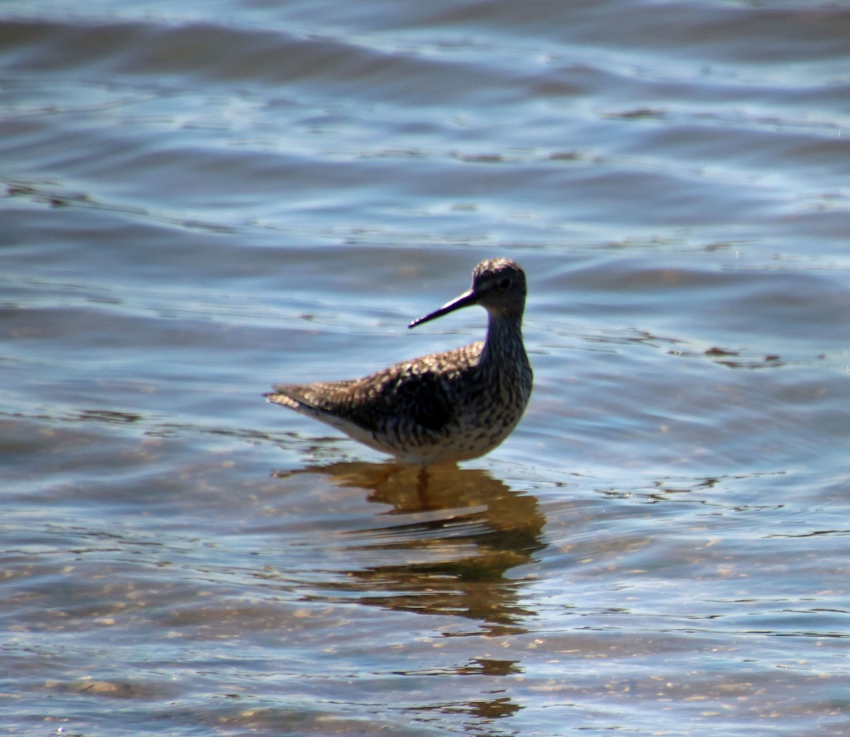 Greater Yellowlegs - ML617967092