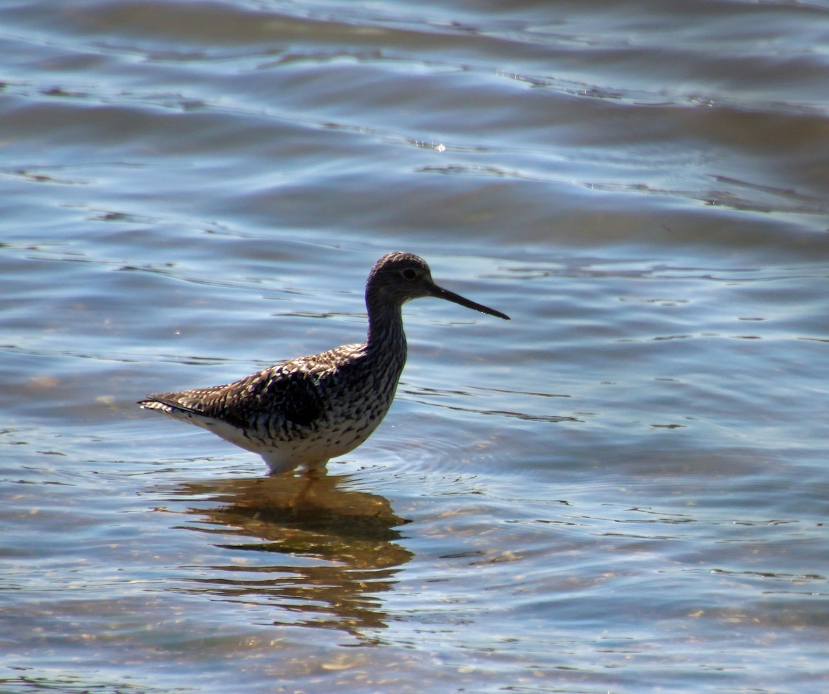 Greater Yellowlegs - ML617967093