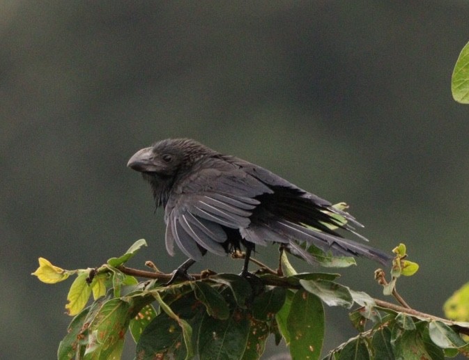 Smooth-billed Ani - Rubélio Souza