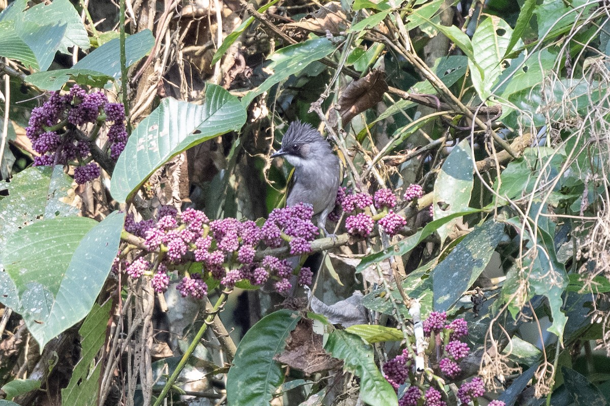 Ashy Bulbul - Debankur  Biswas