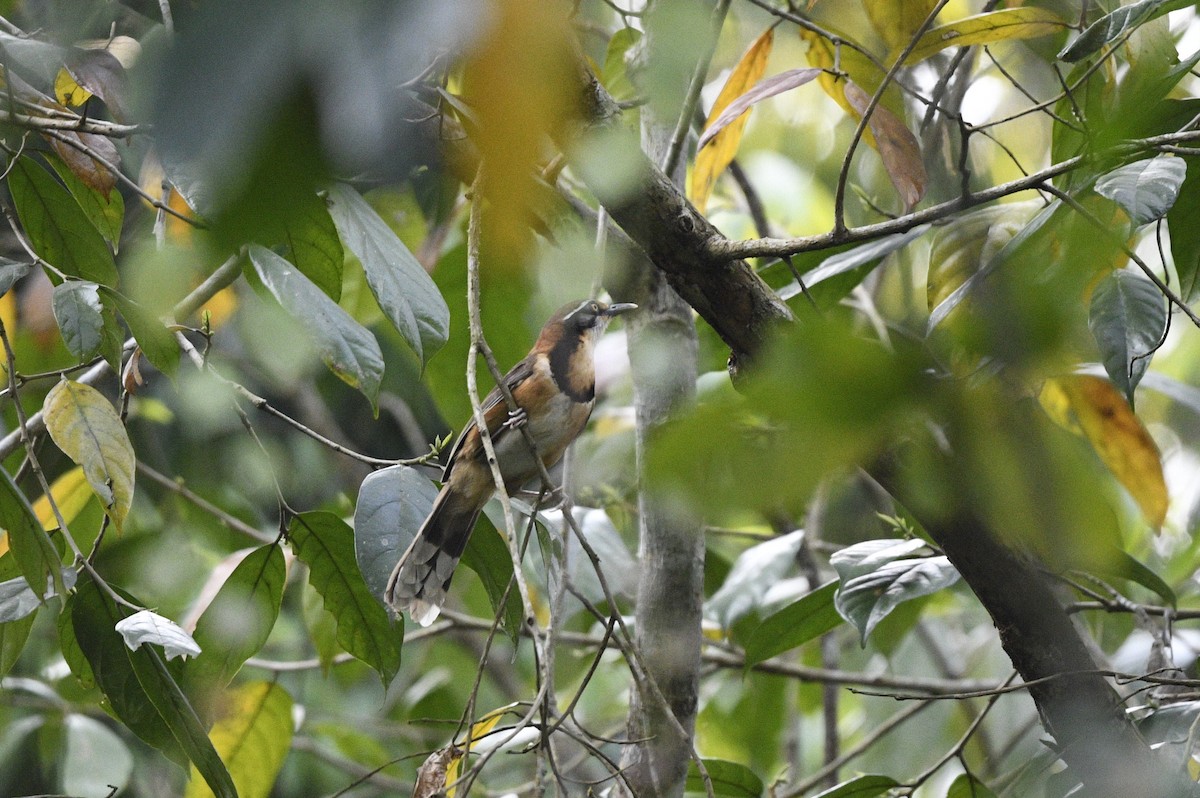 Greater Necklaced Laughingthrush - Debankur  Biswas