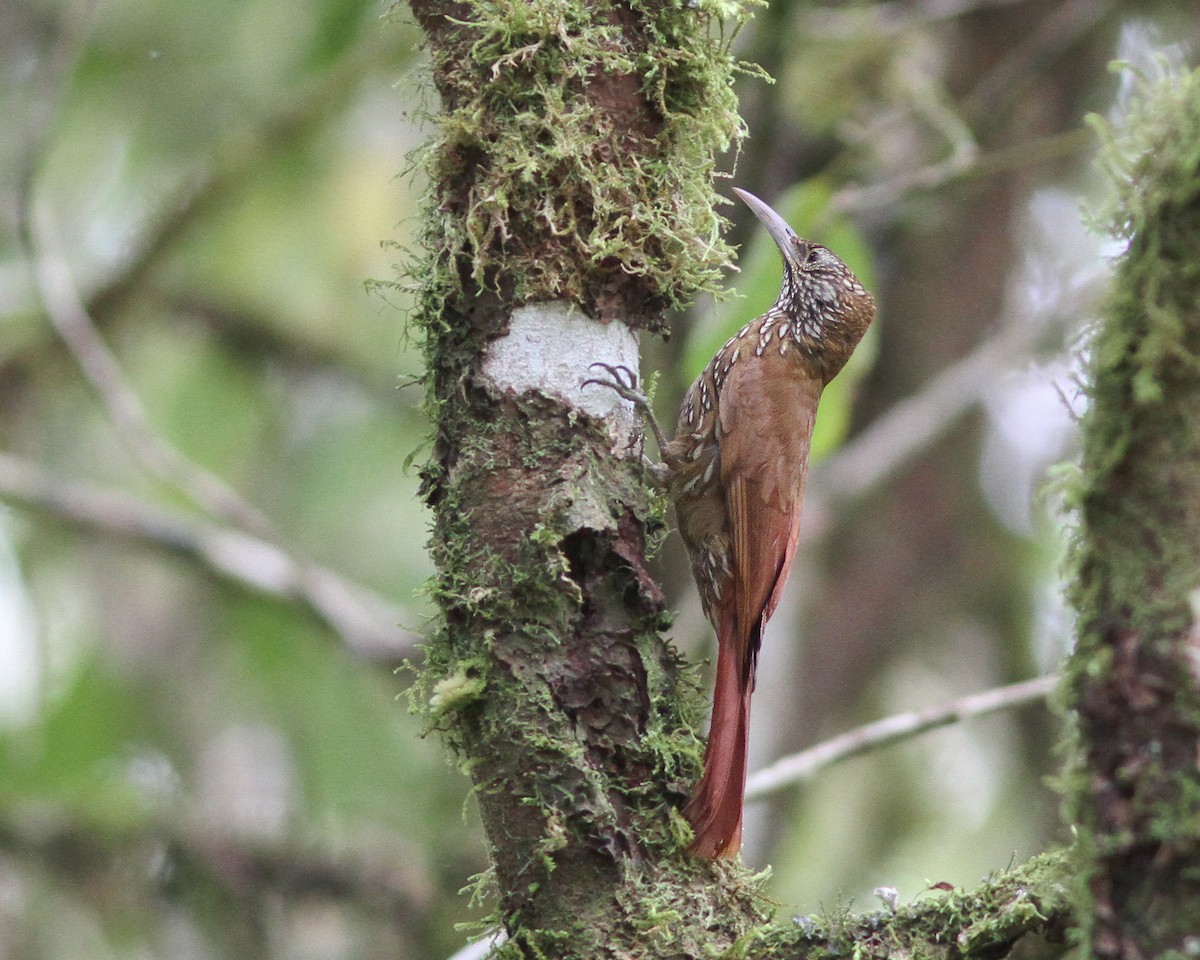 Montane Woodcreeper - ML617967196