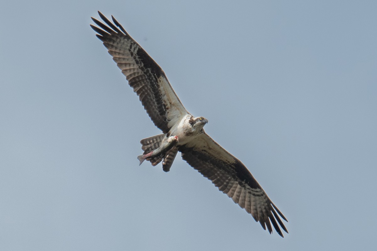 Загасч явлаг - ML617967211