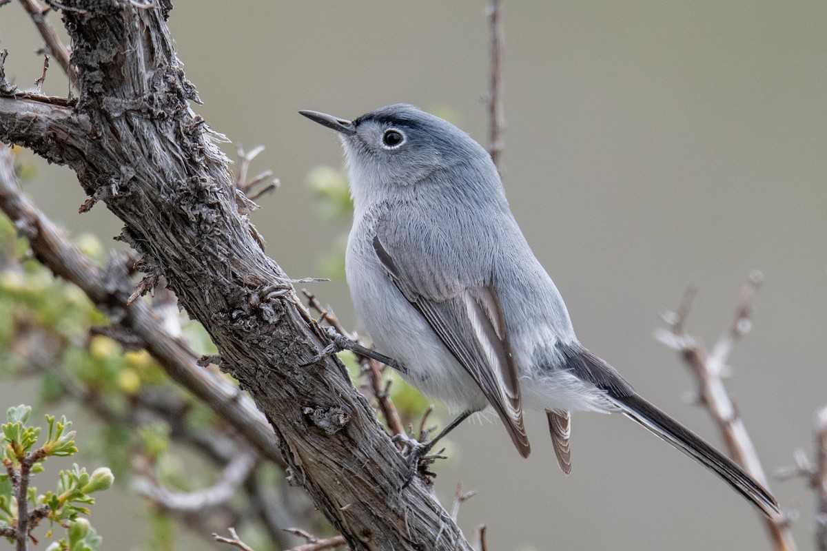 Blue-gray Gnatcatcher - Jeff Bleam