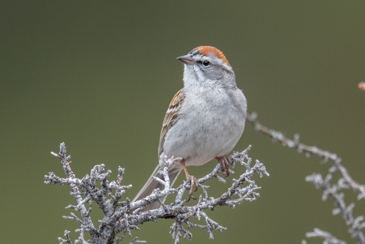 Chipping Sparrow - Jeff Bleam