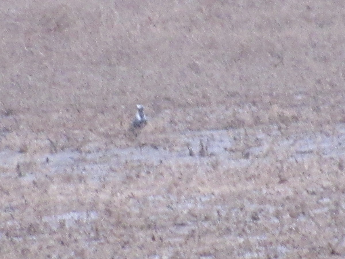 American Golden-Plover - David Stone