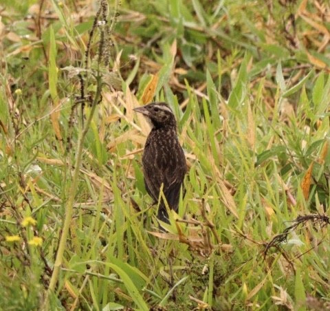 White-browed Meadowlark - Rubélio Souza