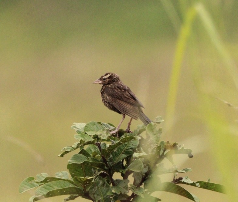 White-browed Meadowlark - Rubélio Souza