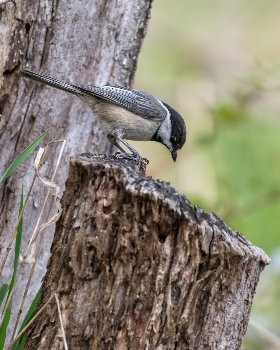 Black-capped Chickadee - ML617967335