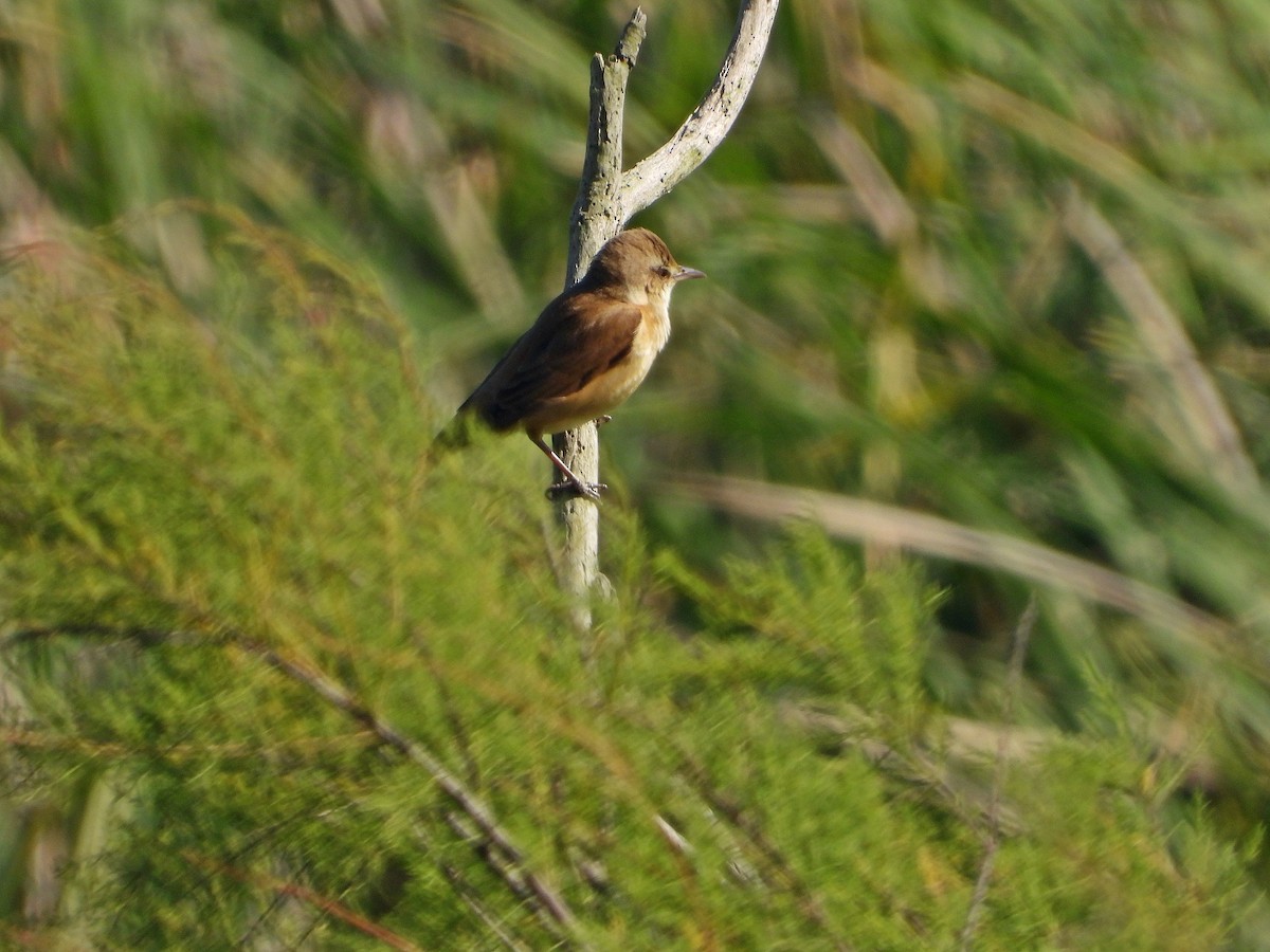 Great Reed Warbler - ML617967377