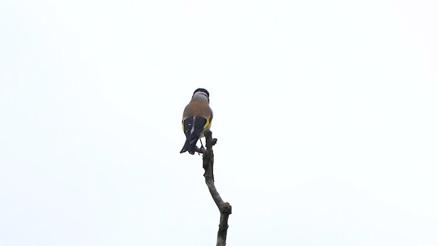 European Goldfinch - ML617967378