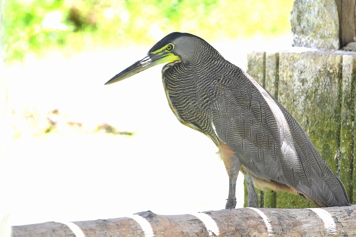 Bare-throated Tiger-Heron - ML617967392