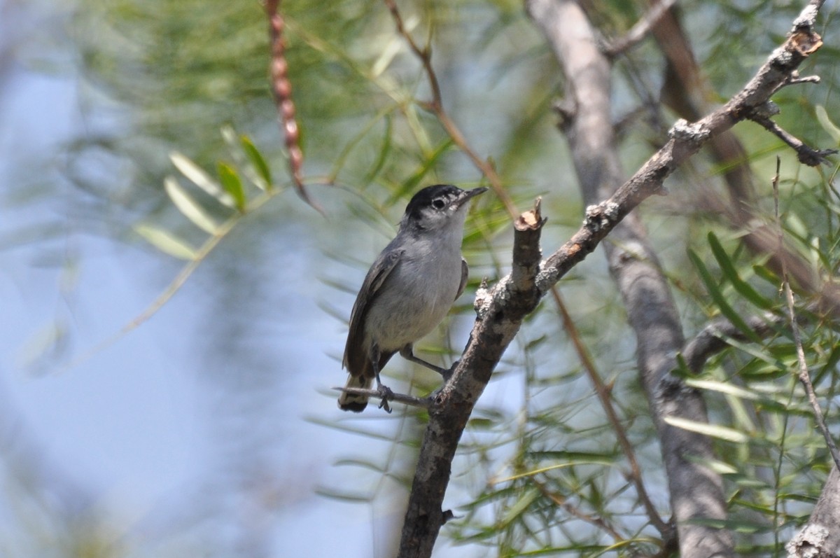 Black-tailed Gnatcatcher - Matt Conn