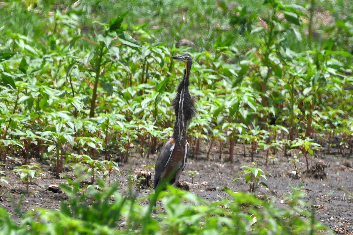 Bare-throated Tiger-Heron - ML617967468