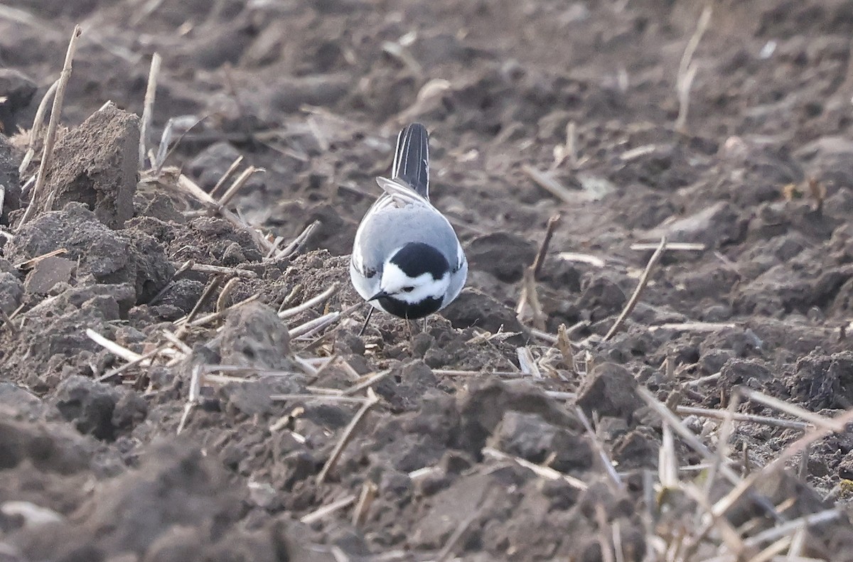 White Wagtail (White-faced) - Ashley Banwell