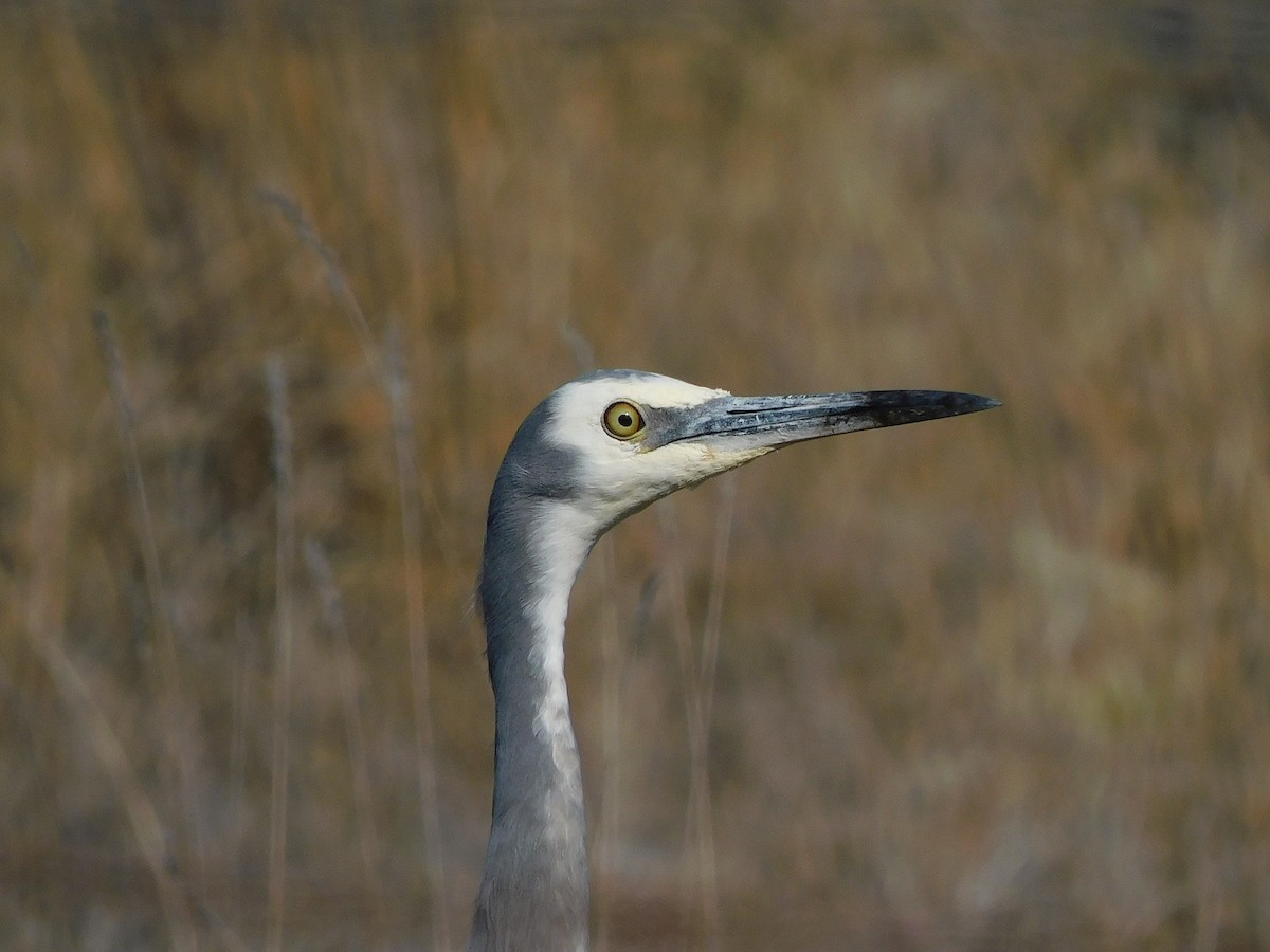 White-faced Heron - George Vaughan