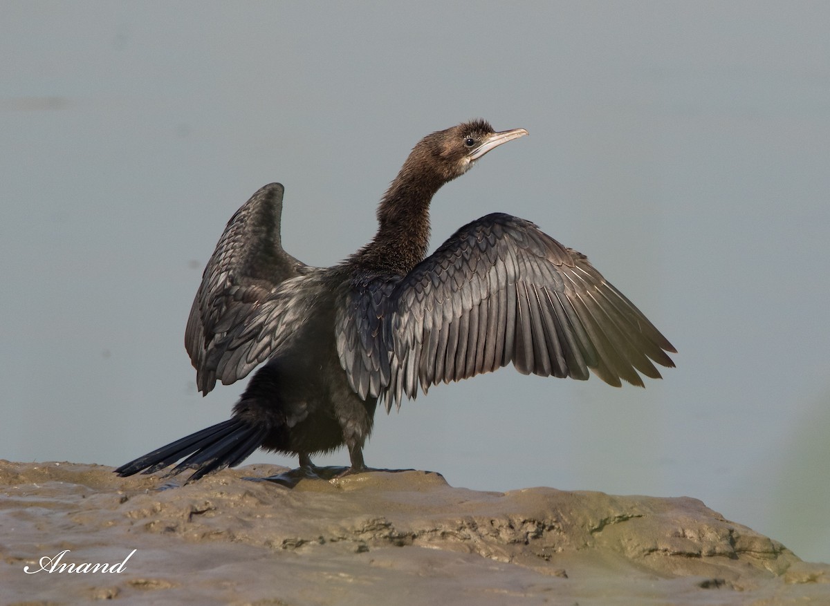 Little Cormorant - ML617967494