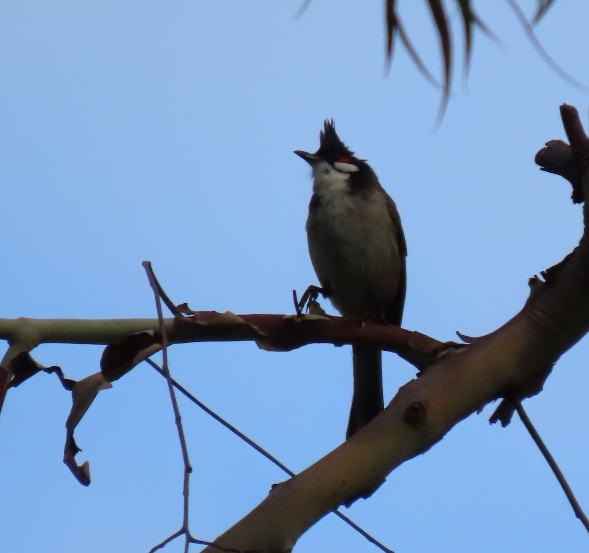 Red-whiskered Bulbul - ML617967511